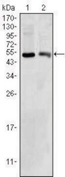 Monoclonal Anti-BDH1 antibody produced in mouse clone 1A5, ascites fluid