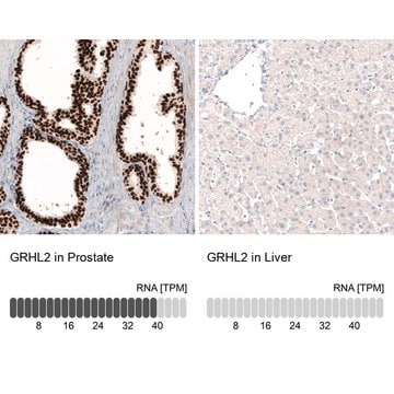 Monoclonal Anti-GRHL2 antibody produced in mouse Prestige Antibodies&#174; Powered by Atlas Antibodies, clone CL3760, purified immunoglobulin, buffered aqueous glycerol solution