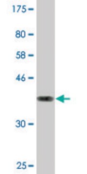 Monoclonal Anti-GIMAP4 antibody produced in mouse clone 1D8, purified immunoglobulin, buffered aqueous solution