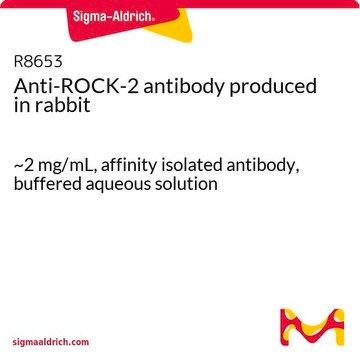 Anti-ROCK-2 antibody produced in rabbit ~2&#160;mg/mL, affinity isolated antibody, buffered aqueous solution