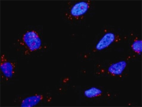 Anti-HGF antibody produced in rabbit purified immunoglobulin, buffered aqueous solution