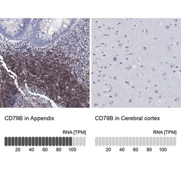 Anti-CD79B antibody produced in rabbit Prestige Antibodies&#174; Powered by Atlas Antibodies, affinity isolated antibody, buffered aqueous glycerol solution