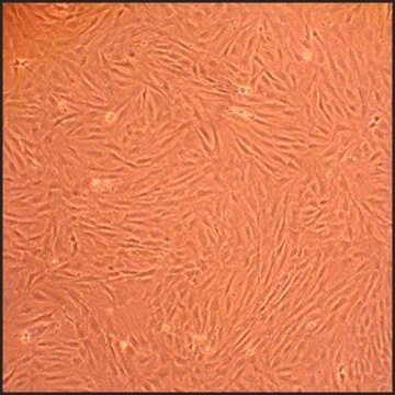 Rat Dermal Fibroblasts: RDF, neonatal