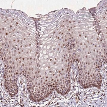 Anti-PTMA antibody produced in rabbit Prestige Antibodies&#174; Powered by Atlas Antibodies, affinity isolated antibody, buffered aqueous glycerol solution