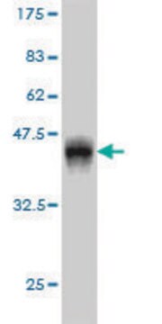 Monoclonal Anti-GAS2L3 antibody produced in mouse clone 1D4, purified immunoglobulin, buffered aqueous solution