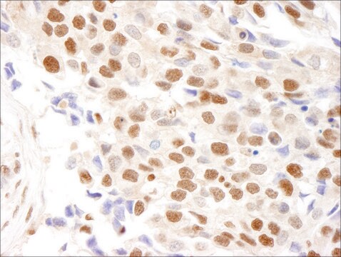 Rabbit anti-RPA32 Antibody, Affinity Purified Powered by Bethyl Laboratories, Inc.