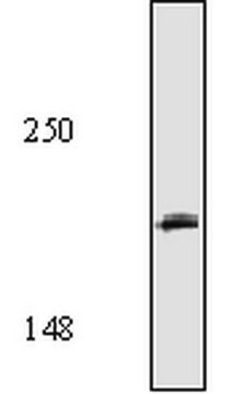 Anti-AnkyrinG Mouse mAb (463) liquid, &#8805;95% (SDS-PAGE), clone 463