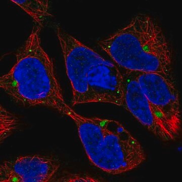 Anti-AMH antibody produced in rabbit Prestige Antibodies&#174; Powered by Atlas Antibodies, affinity isolated antibody