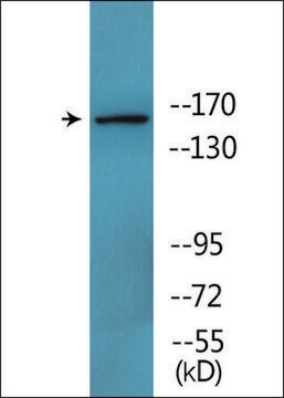 Anti-phospho-Werner Syndrome Helicase (pSer1141) antibody produced in rabbit affinity isolated antibody