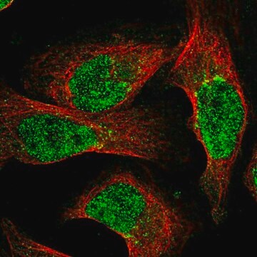 Anti-NUDT18 antibody produced in rabbit Prestige Antibodies&#174; Powered by Atlas Antibodies, affinity isolated antibody