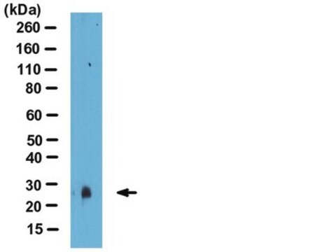 Anti-SAP30 (yeast) Antibody from rabbit