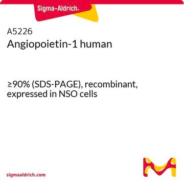 Angiopoietin-1 human &#8805;90% (SDS-PAGE), recombinant, expressed in NSO cells