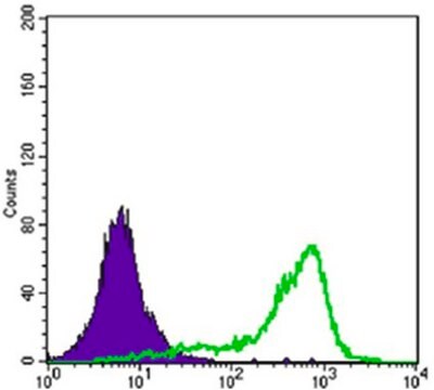 Anti-CRTC1 Antibody, clone 1B5 ascites fluid, clone 1B5, from mouse