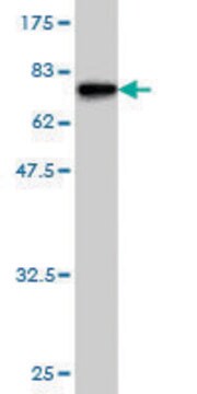 Monoclonal Anti-BMP7 antibody produced in mouse clone 2D6, purified immunoglobulin, buffered aqueous solution