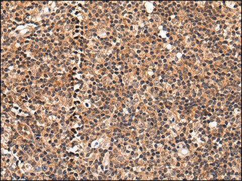 Anti-C16orf45 affinity isolated antibody