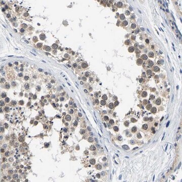 Anti-LIAS antibody produced in rabbit Prestige Antibodies&#174; Powered by Atlas Antibodies, affinity isolated antibody, buffered aqueous glycerol solution