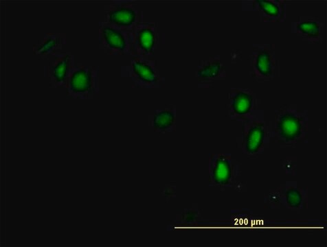 Anti-GTF2H4 antibody produced in mouse purified immunoglobulin, buffered aqueous solution