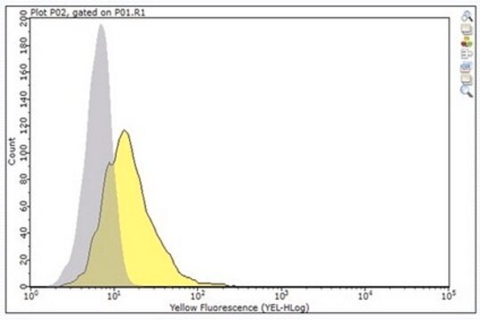 Anti-CEACAM5 (CD66e) Antibody, clone M5A clone M5A, from mouse