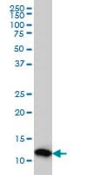 Monoclonal Anti-PFN2 antibody produced in mouse clone 5F11, purified immunoglobulin, buffered aqueous solution