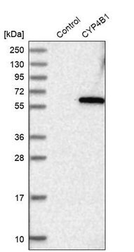 Anti-CYP4B1 antibody produced in rabbit Prestige Antibodies&#174; Powered by Atlas Antibodies, affinity isolated antibody, buffered aqueous glycerol solution