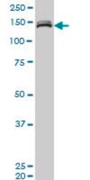 ANTI-MLLT10 antibody produced in mouse clone 6H7, purified immunoglobulin, buffered aqueous solution