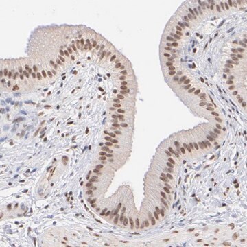 Anti-ELMSAN1 antibody produced in rabbit Prestige Antibodies&#174; Powered by Atlas Antibodies, affinity isolated antibody, buffered aqueous glycerol solution