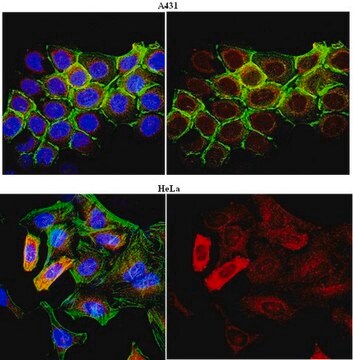 Anti-STAT3 Antibody, clone 18F7.1 clone 18F7.1, from mouse