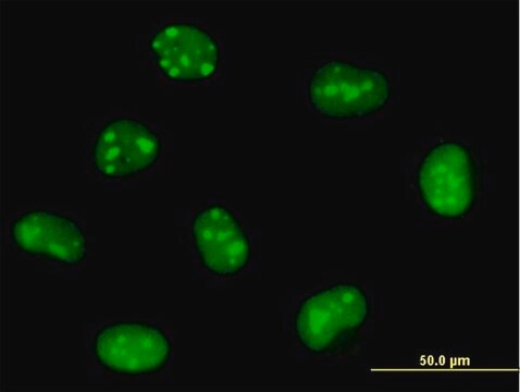 Anti-EMG1 antibody produced in mouse purified immunoglobulin, buffered aqueous solution