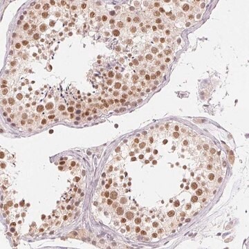 Anti-NXF3 antibody produced in rabbit Prestige Antibodies&#174; Powered by Atlas Antibodies, affinity isolated antibody, buffered aqueous glycerol solution