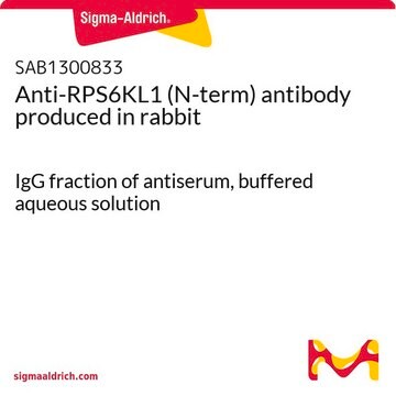 Anti-RPS6KL1 (N-term) antibody produced in rabbit IgG fraction of antiserum, buffered aqueous solution