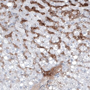 Monoclonal Anti-AFP antibody produced in mouse Prestige Antibodies&#174; Powered by Atlas Antibodies, clone CL9766, purified immunoglobulin, buffered aqueous glycerol solution