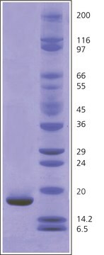 Myoglobin from equine skeletal muscle BioUltra, 95-100% (SDS-PAGE)