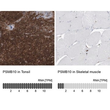 Anti-PSMB10 antibody produced in rabbit Prestige Antibodies&#174; Powered by Atlas Antibodies, affinity isolated antibody, buffered aqueous glycerol solution