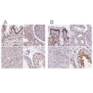 Anti-HNRNPUL1 antibody produced in rabbit Prestige Antibodies&#174; Powered by Atlas Antibodies, affinity isolated antibody, buffered aqueous glycerol solution