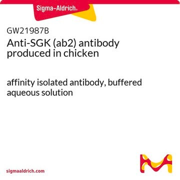 Anti-SGK (ab2) antibody produced in chicken affinity isolated antibody, buffered aqueous solution