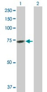 Anti-GTPBP2 antibody produced in mouse purified immunoglobulin, buffered aqueous solution