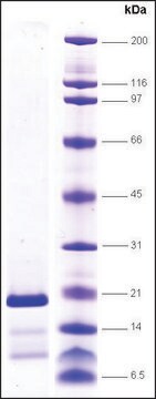 Topo I (C651-765) (C terminal domain) human recombinant, expressed in insect cells, &#8805;80% (SDS-PAGE)