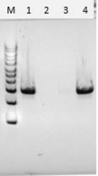 Streptomyces griseus由来キチナーゼ chromatographically purified, lyophilized powder, free of DNA contaminants, suitable for Microbiome research