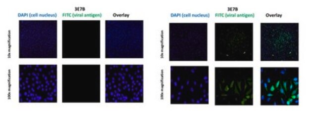 Anti-Chikungunya virus Antibody, clone 3E7b clone 3E7b, from mouse