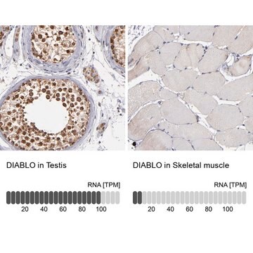 Anti-DIABLO antibody produced in rabbit affinity isolated antibody, buffered aqueous glycerol solution