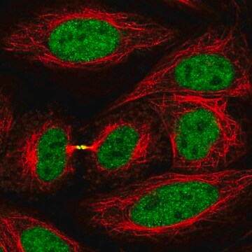 Anti-KIF4A antibody produced in rabbit Prestige Antibodies&#174; Powered by Atlas Antibodies, affinity isolated antibody