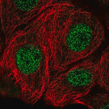 Anti-MSRA antibody produced in rabbit Prestige Antibodies&#174; Powered by Atlas Antibodies, affinity isolated antibody