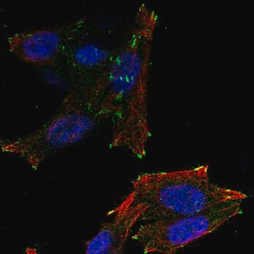 Anti-NEDD4L antibody produced in rabbit Prestige Antibodies&#174; Powered by Atlas Antibodies, affinity isolated antibody