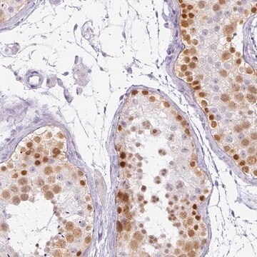 Anti-RBMY1F antibody produced in rabbit Prestige Antibodies&#174; Powered by Atlas Antibodies, affinity isolated antibody, buffered aqueous glycerol solution