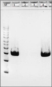 Achromopeptidase from bacteria free of DNA contaminants, suitable for Microbiome research