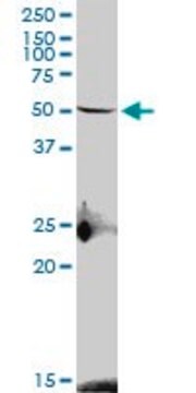 Anti-S1PR4 antibody produced in mouse purified immunoglobulin, buffered aqueous solution