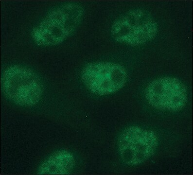 Monoclonal Anti&#8722;phospho&#8722;RNA polymerase II CTD (pSer5) antibody produced in rat clone 1H4B6, purified from hybridoma cell culture