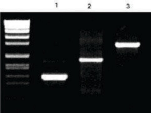 Pwo Master sufficient for &#8804;100&#160;reactions, pkg of 2.5&#160;mL (10 x 250 &#956;l)