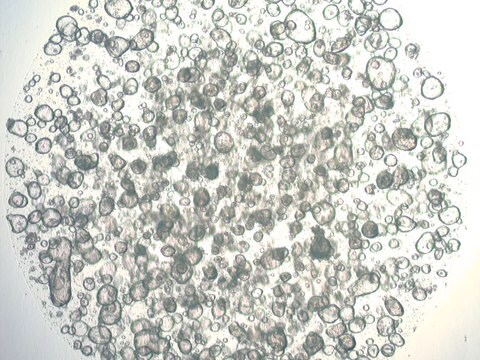 3dGRO Stomach Gastric Organoids, Age 60 (Prep ht-128-S)