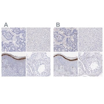 Anti-FLG antibody produced in rabbit Prestige Antibodies&#174; Powered by Atlas Antibodies, affinity isolated antibody, buffered aqueous glycerol solution, ab3